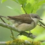 lesser whitethroat